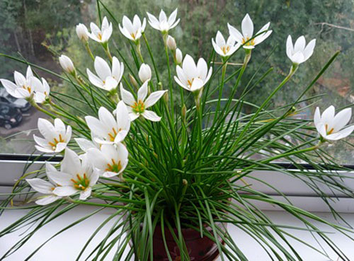 Комнатные Цветы Белого Цвета Фото