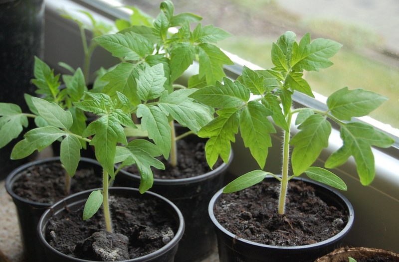 Азбука овощевода: как правильно вырастить томаты в теплице