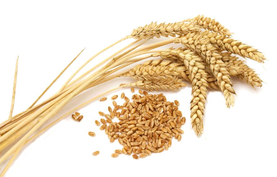 Технология выращивания озимой пшеницы - от посадки до ухода