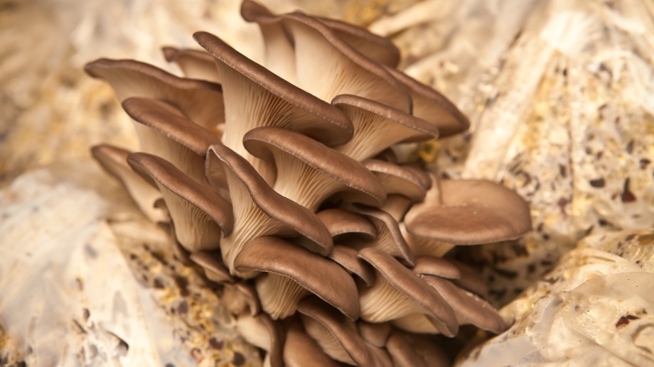 Почему появляются грибы на грядках?