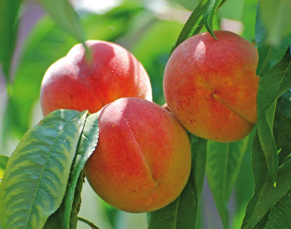 Как вырастить персик из косточки на участке - советы и правила
