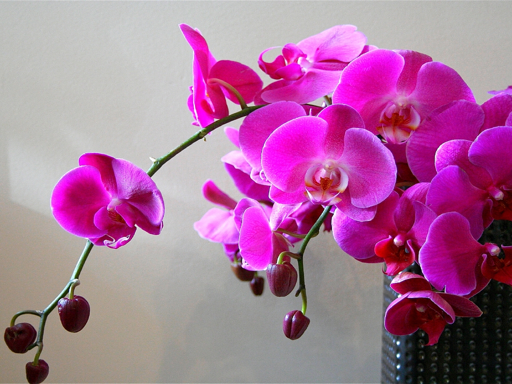 Что сделать, чтобы орхидеи цвели