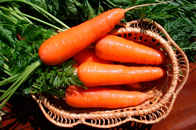 15 лучших сортов моркови для свежего употребления и хранения. Описание, фото — Ботаничка