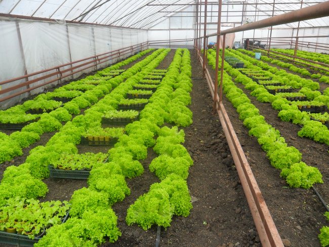 Как правильно посадить салат в теплице?