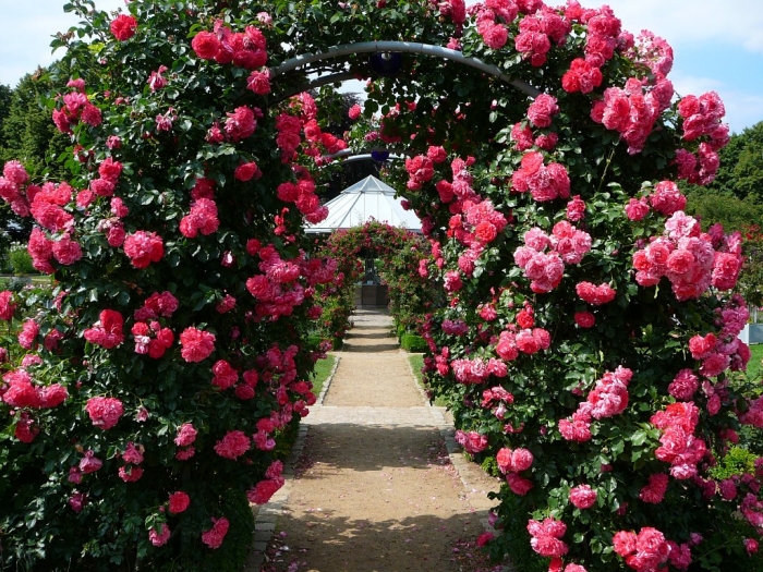 Сказочные садовые арки с плетистой розой: 35 идей + советы