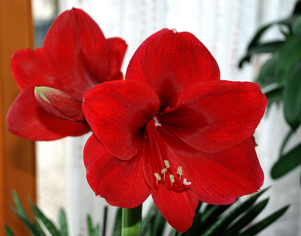 комнатное растение с большим красным цветком