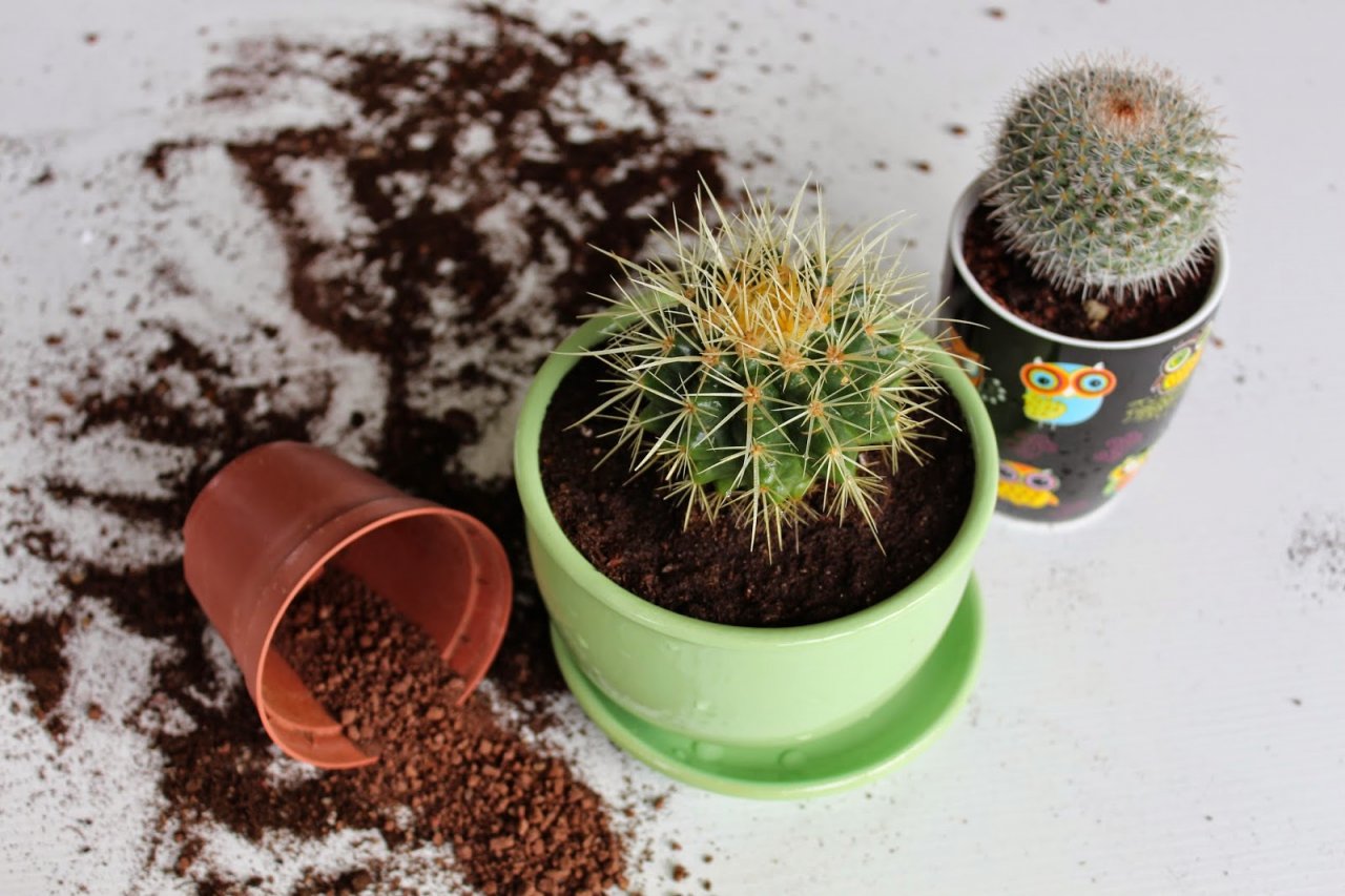 Почва для комнатного кактуса — как выбрать, советы кактусоводам