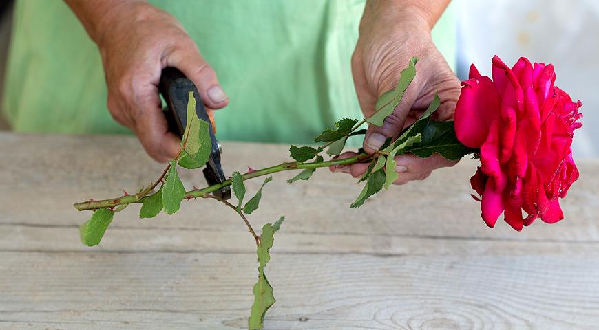 Как правильно посадить черенок розы: способы и правила