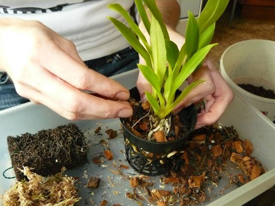 Орхидея фаленопсис уход | Видео по уходу и размножению орхидеи