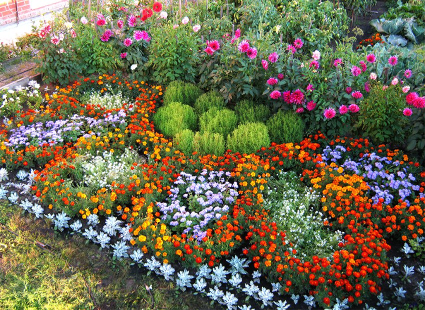 Цветы садовые однолетние: фото и названия