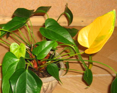 Почему желтеют листья у комнатных растений?
