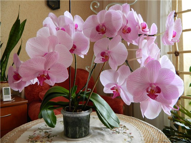 Фото по запросу Орхидеи розовые