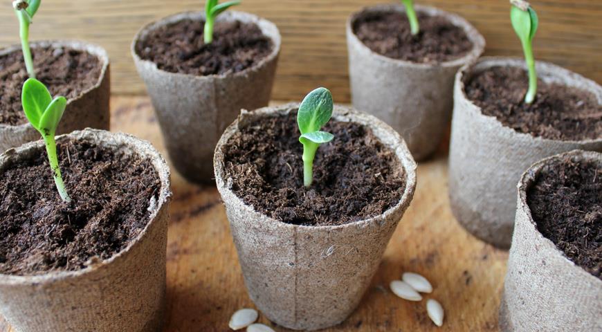 Как вырастить рассаду томатов от посева до высадки в открытый грунт: пошаговая инструкция
