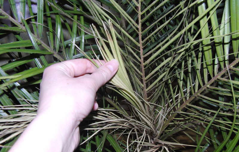 Основные причины проблем и болезней домашней пальмы