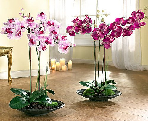 Правильный уход за орхидеей в домашних условиях