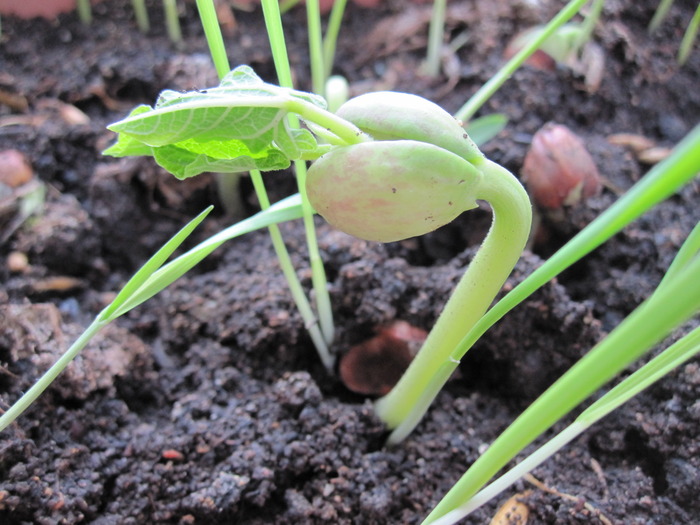 Как быстро прорастить фасоль: основные правила проращивания и ухода за  фасолью
