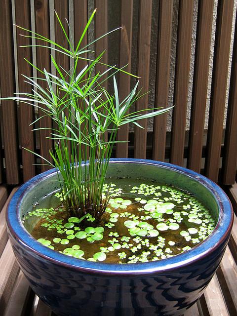 10 трав, цветов и овощей, которые легко вырастить в стакане воды