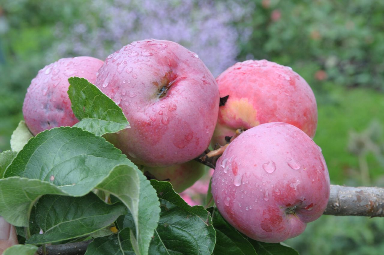 Выращивание яблонь в Подмосковье