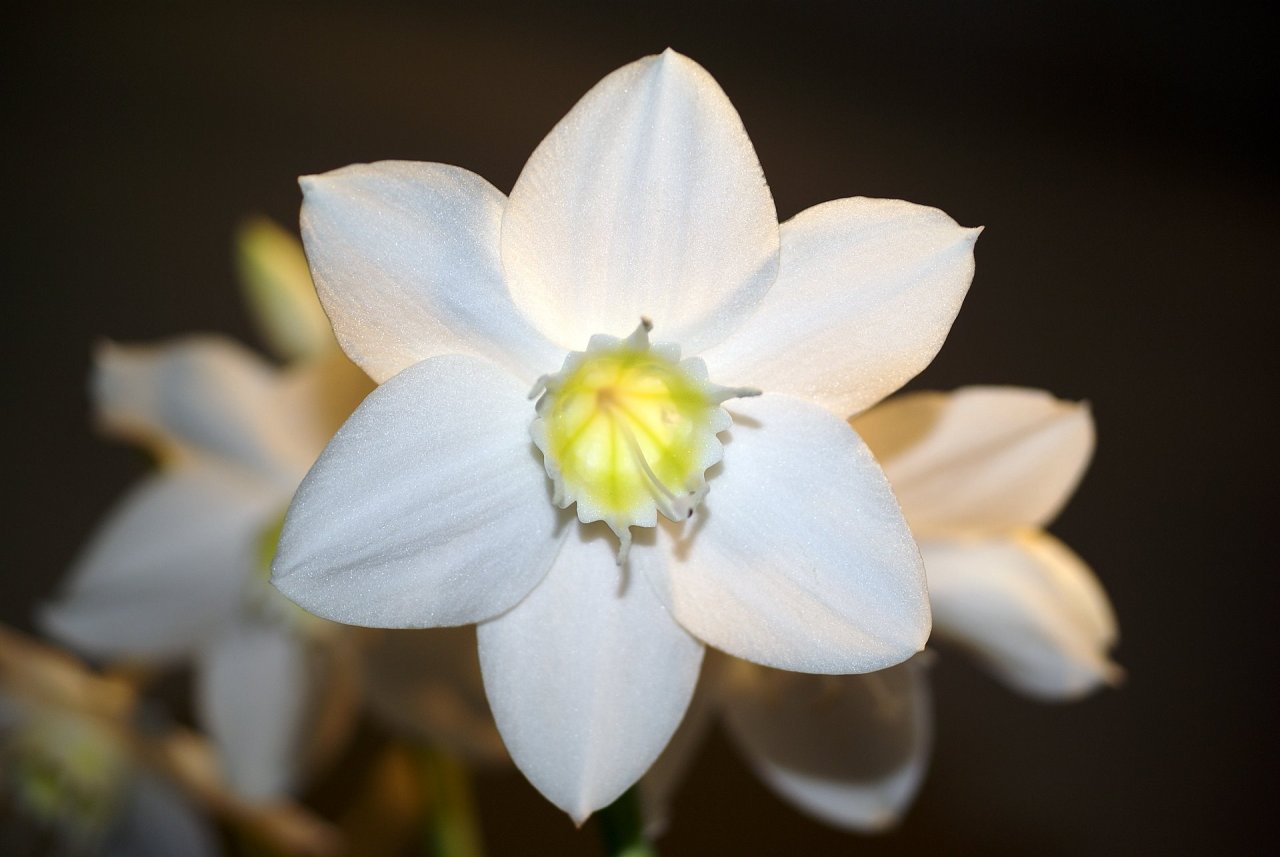 лилия цветок комнатный фото белая уход