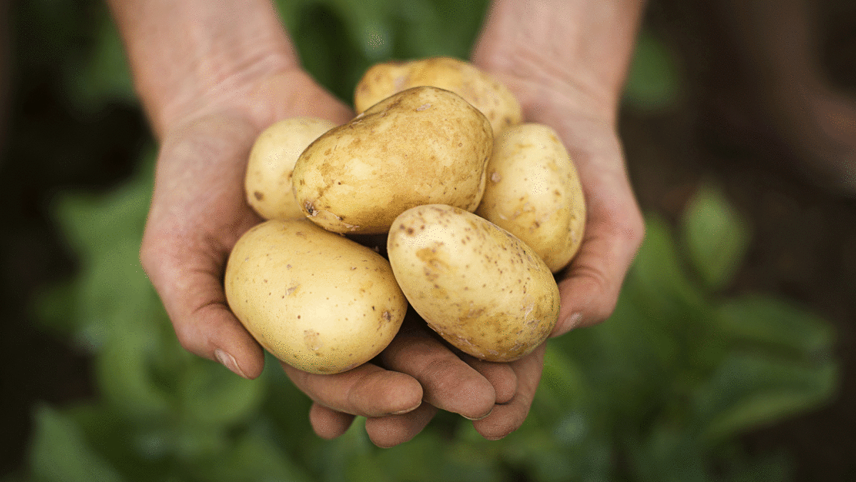 Сорт картофеля Бельмондо