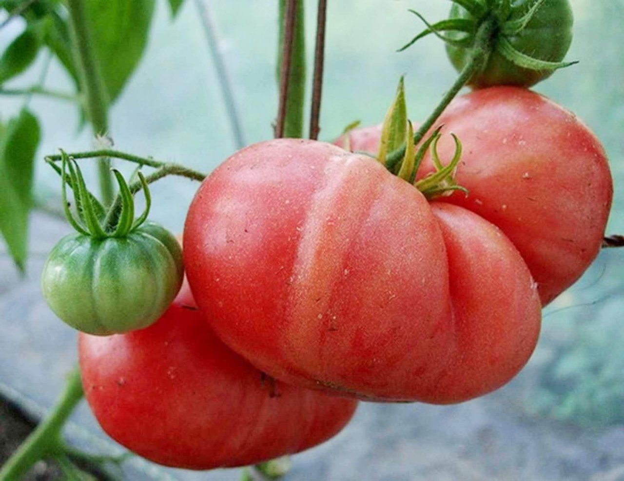 малиновый помидор фото
