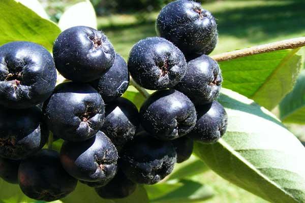 Арония черноплодная • Aronia melanocarpa L.