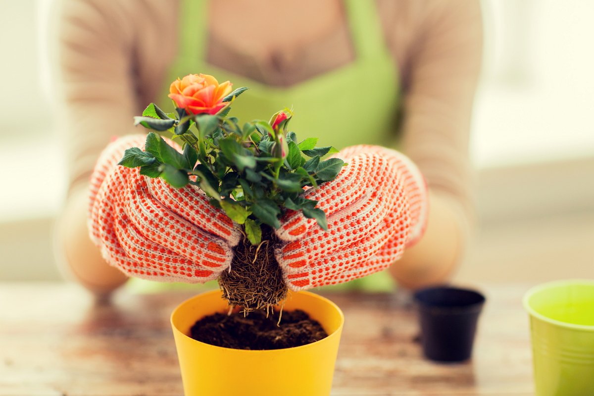 Как вырастить розу: подробное руководство, с которым всё получится