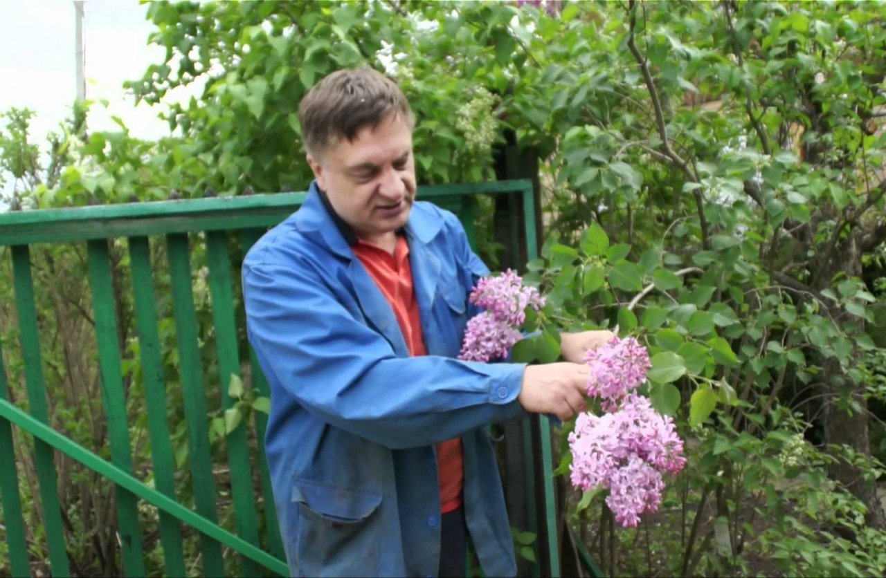 Сирень на вашем участке - лучшие сорта, размножение, посадка и уход за  кустарником