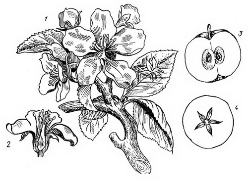 Яблоня ботанический рисунок