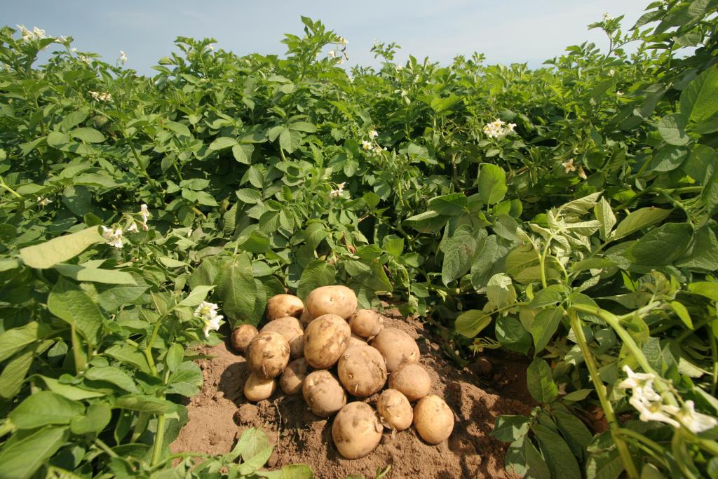 Секреты изготовления самодельной картофелесажалки: виды сажалок, изготовление своими руками