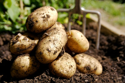 Какова урожайность картофеля с 1 га земли