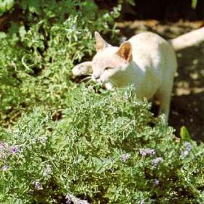 Котовник кошачий - ароматный медонос
