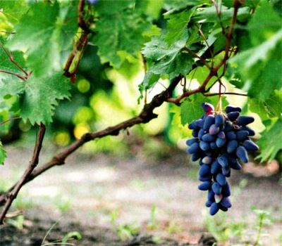 виноград уход и выращивание в средней полосе