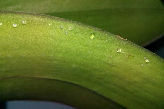 Болезни листьев орхидей с подробным описанием. Как распознать заболевание.