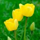 желтые тюльпаны, фото