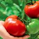 голландская технология выращивания томатов