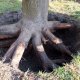 Как выкорчевать корни деревьев