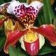 Орхидея из Вьетнама
