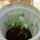 Выращивание картофеля в бочке