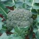 выращивание капусты брокколи