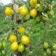 томат вишня желтая