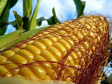 как посадить кукурузу