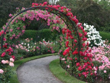 Выращивание и уход за розой на арке