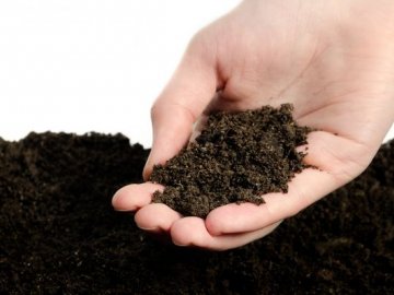 Подготовка почвы, семян и сроки посадки