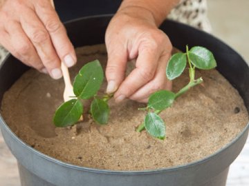 Укоренение черенка – важный этап в развитии растения