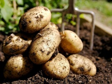 Особенности выращивания картофеля