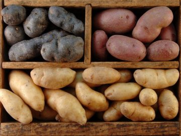 Какие сорта картофеля лучше выбирать для хранения