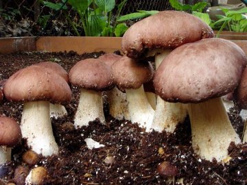 Выращивание белых грибов на даче