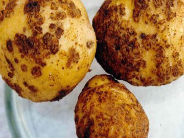 Симптомы заражения картофеля
