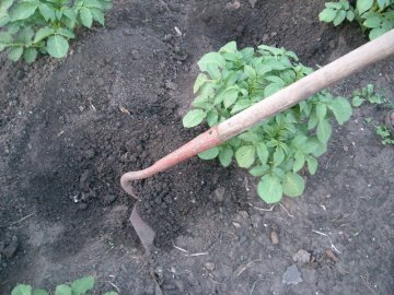 Уход за картофелем: окучивание, полив и подкормка